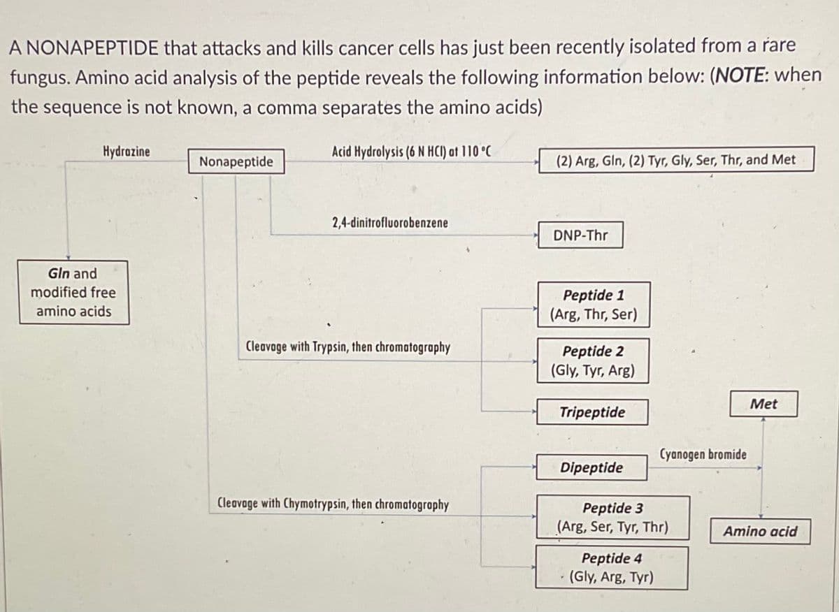 A NONAPEPTIDE that attacks and kills cancer cells has just been recently isolated from a rare
fungus. Amino acid analysis of the peptide reveals the following information below: (NOTE: when
the sequence is not known, a comma separates the amino acids)
Hydrozine
Acid Hydrolysis (6 N HCI) at 110 °C
Nonapeptide
(2) Arg, Gln, (2) Tyr, Gly, Ser, Thr, and Met
2,4-dinitrofluorobenzene
DNP-Thr
Gln and
modified free
Peptide 1
(Arg, Thr, Ser)
amino acids
Cleavage with Trypsin, then chromatography
Peptide 2
(Gly, Tyr, Arg)
Met
Tripeptide
Cyanogen bromide
Dipeptide
Cleavage with Chymotrypsin, then chromatography
Peptide 3
(Arg, Ser, Tyr, Thr)
Amino acid
Peptide 4
(Gly, Arg, Tyr)
