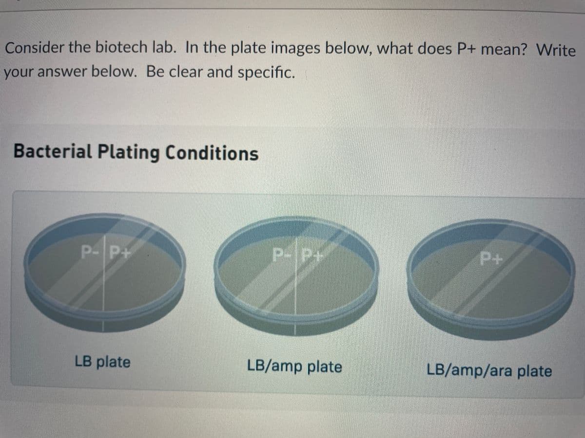 Consider the biotech lab. In the plate images below, what does P+ mean? Write
your answer below. Be clear and specific.
Bacterial Plating Conditions
P-P+
P-IP+
P+
LB plate
LB/amp plate
LB/amp/ara plate
