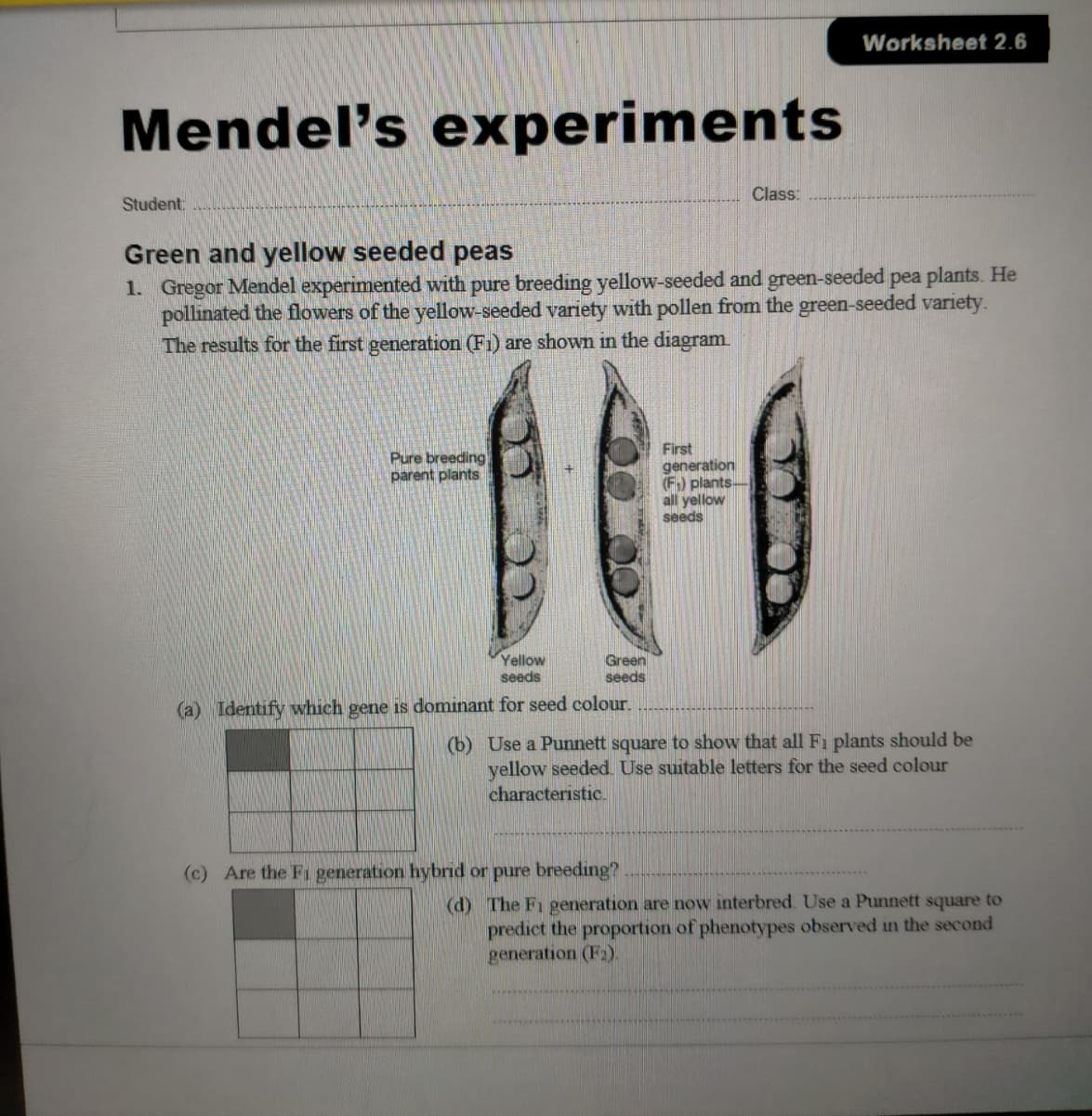Worksheet 2.6
Mendel's experiments
Class:
Student
Green and yellow seeded peas
1. Gregor Mendel experimented with pure breeding yellow-seeded and green-seeded pea plants. He
pollinated the flowers of the yellow-seeded variety with pollen from the green-seeded variety.
The results for the first generation (F1) are shown in the diagram
First
generation
(F) plants
all yellow
seeds
Pure breeding
parent plants
Yellow
seeds
Green
seeds
(a) Identify which gene is dominant for seed colour.
(b) Use a Punnett square to show that all Fı plants should be
yellow seeded. Use suitable letters for the seed colour
characteristic.
(c) Are the Fi generation hybrid or pure breeding?
(d) The Fi generation are now interbred. Use a Punnett square to
predict the proportion of phenotypes observed in the second
generation (F2).
