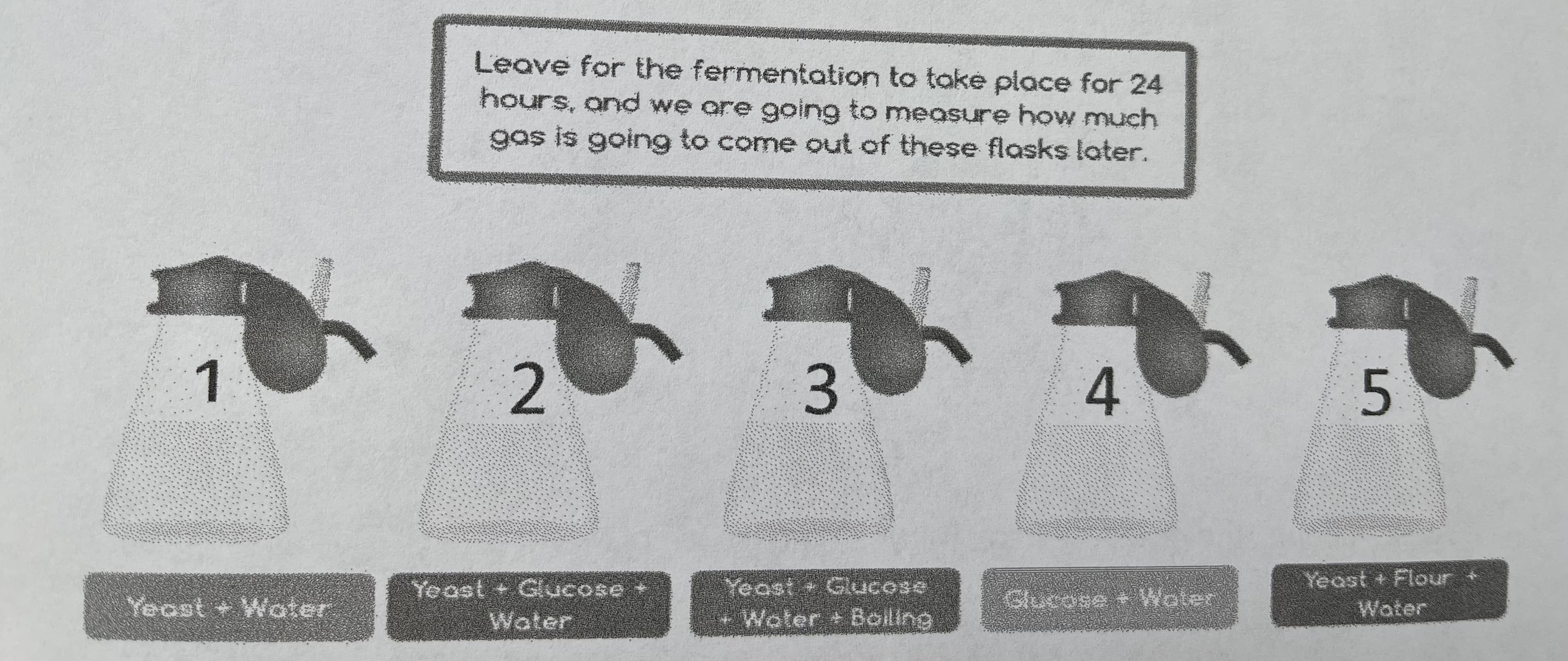 3.
Leave for the fermentation to take place for 24
hours, and we ore going to measure how much
gas is going to come out of these flasks later.
1.
4.
Yeast + Flour +
Yeast + Glucose
Water
Yeast Glucose
Woter + Boiling
Yeost + Woter
Glucase + Water
Water
