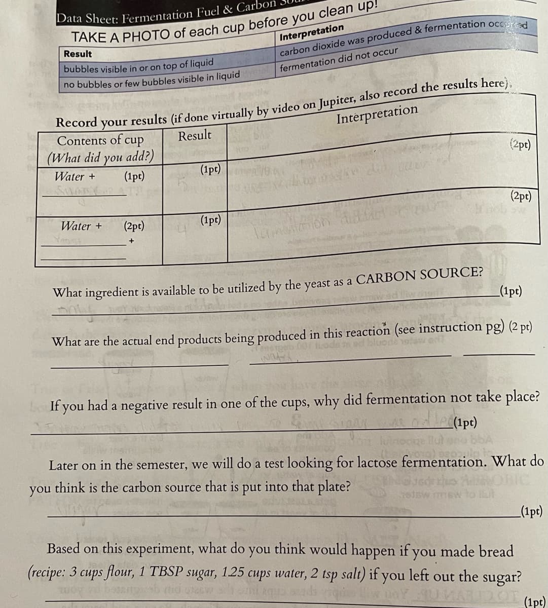 Data Sheet: Fermentation Fuel & CarboI
Interpretation
Result
bubbles visible in or on top of liquid
fermentation did not occur
no bubbles or few bubbles visible in liquid
Record
your
Contents of cup
(What did you add?)
results (if done virtually by video on Jupiter, also record the results here}.
Interpretation
Result
(2pt)
Water +
(1pt)
(1pt)
(2pt)
Water +
(2pt)
(1pt)
What ingredient is available to be utilized by the yeast as a CARBON SOURCE?
_(1pt)
What are the actual end products being produced in this reaction (see instruction pg) (2 pt)
If you had a negative result in one of the cups, why did fermentation not take place?
le(1pc)
Later on in the semester, we will do a test looking for lactose fermentation. What do
think is the carbon source that is put into that plate?
you
_(1pt)
Based on this experiment, what do you think would happen if you made bread
(recipe: 3 cups flour, 1 TBSP sugar, 1.25 cups water, 2 tsp salt) if you left out the sugar?
(1pt)
