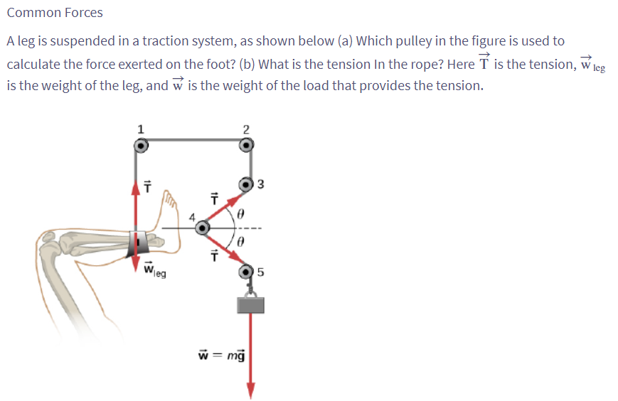 Common Forces
A leg is suspended in a traction system, as shown below (a) Which pulley in the figure is used to
calculate the force exerted on the foot? (b) What is the tension in the rope? Here is the tension, w leg
is the weight of the leg, and w is the weight of the load that provides the tension.
1
Ť
Wieg
पं
11
11
2
a
A
w = mg
3
10
5