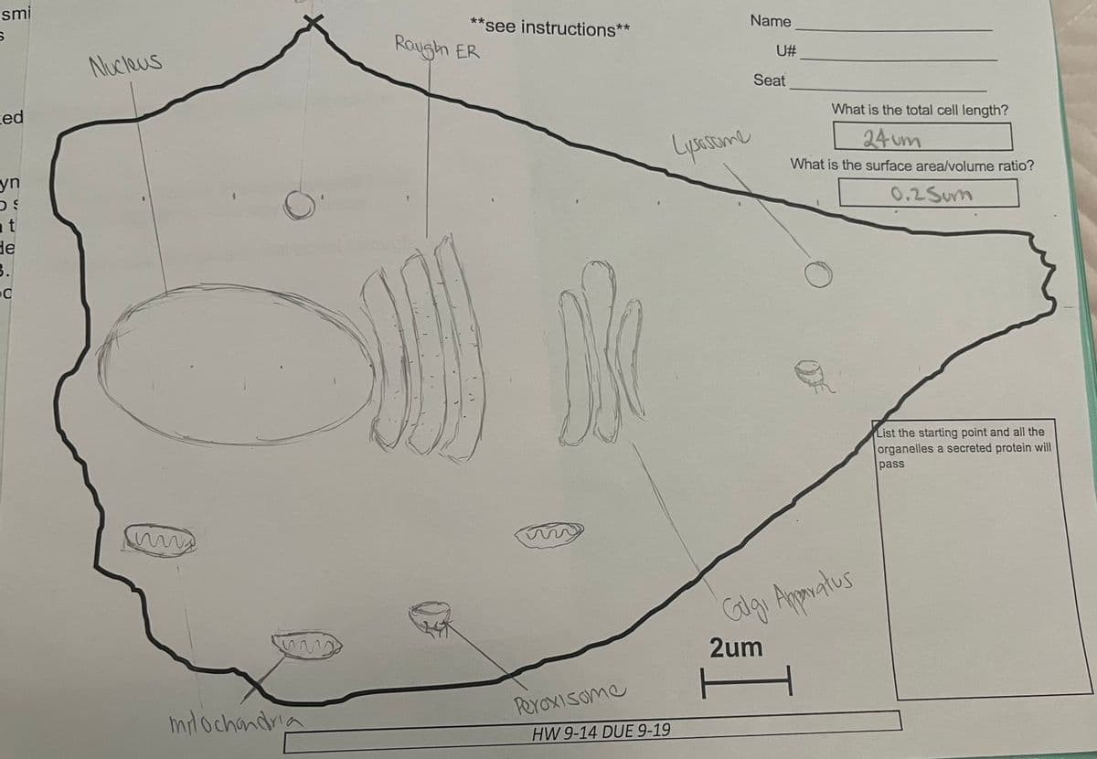 smi
S
ed
yn
OS
nt
de
3.
C
Nucleus
^^
mitochondria
**see instructions**
Raugh ER
k
Peroxisome
HW 9-14 DUE 9-19
Lysosome
Name
U#
Seat
What is the total cell length?
24um
What is the surface area/volume ratio?
0.2 Sum
Culgi Apparatus
2um
H
List the starting point and all the
organelles a secreted protein will
pass