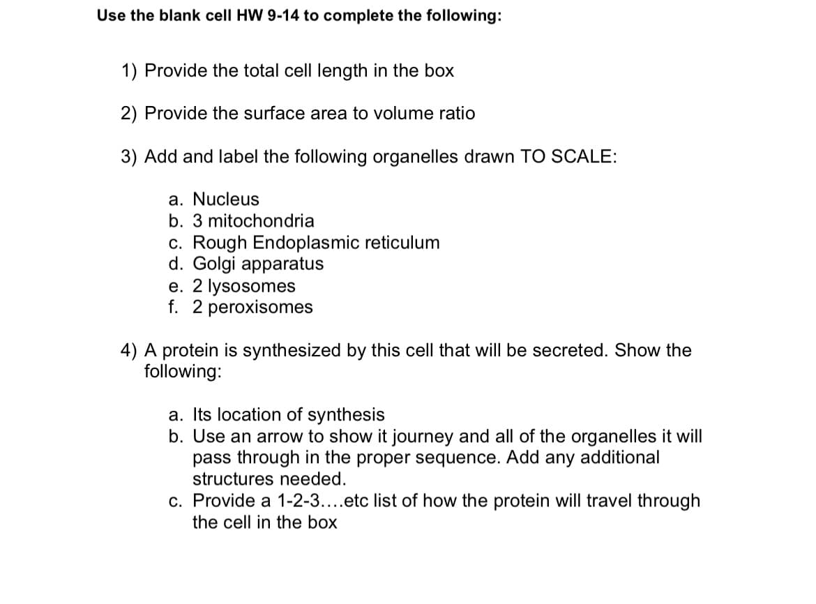 Use the blank cell HW 9-14 to complete the following:
1) Provide the total cell length in the box
2) Provide the surface area to volume ratio
3) Add and label the following organelles drawn TO SCALE:
a. Nucleus
b. 3 mitochondria
c. Rough Endoplasmic reticulum
d. Golgi apparatus
e. 2 lysosomes
f. 2 peroxisomes
4) A protein is synthesized by this cell that will be secreted. Show the
following:
a. Its location of synthesis
b. Use an arrow to show it journey and all of the organelles it will
pass through in the proper sequence. Add any
additional
structures needed.
c. Provide a 1-2-3....etc list of how the protein will travel through
the cell in the box
