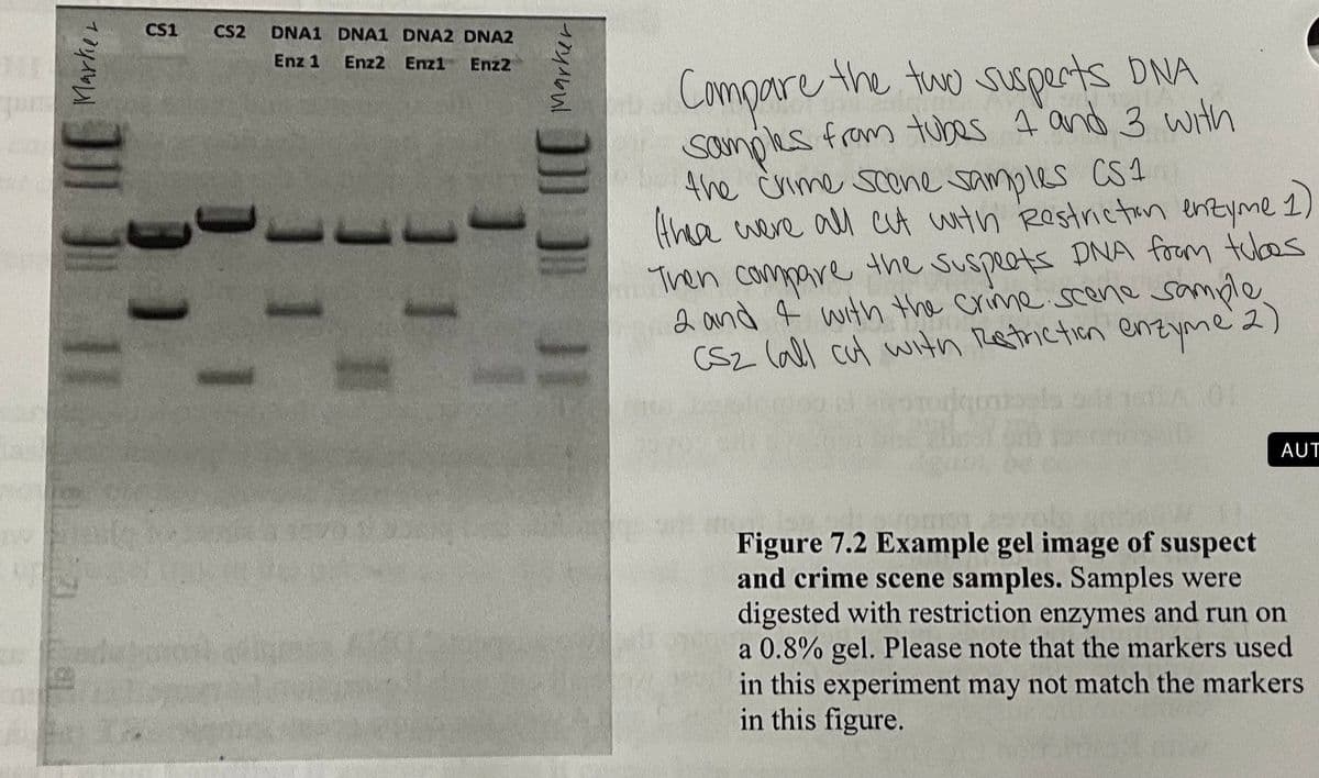 QUE
Marker
CS1 CS2
J
DNA1 DNA1 DNA2 DNA2
Enz 1 Enz2 Enz1 Enz2
[[
1 1
11
JI
Marker
TE HC (CC
Compare the two suspects DNA
Samples from tubes 4 and 3 with
the crime scene samples CS1
these were all cut with Restriction enzyme 1)
Then compare the suspects DNA from tubes
2 and 4 with the crime scene sample
CS2 (all cut with Restriction enzyme 2)
om
AUT
Figure 7.2 Example gel image of suspect
and crime scene samples. Samples were
digested with restriction enzymes and run on
a 0.8% gel. Please note that the markers used
in this experiment may not match the markers
in this figure.