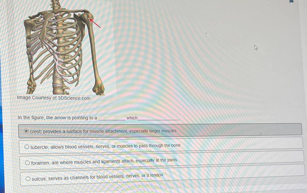 Image Courtesy of 3DScience.com
In the figure, the arrow is pointing to a
O crest; provides a surface for muscle attachment, especially larger muscles
O tubercle; allows blood vessels, nerves, or muscles to pass through the bone
which
O foramen; are where muscles and ligaments attach, especially at the joints
O sulcus; serves as channels for blood vessels, nerves, or a tendon
20
K
I