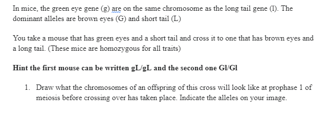 In mice, the green eye gene (g) are on the same chromosome as the long tail gene (1). The
dominant alleles are brown eyes (G) and short tail (L)
You take a mouse that has green eyes and a short tail and cross it to one that has brown eyes and
a long tail. (These mice are homozygous for all traits)
Hint the first mouse can be written gL/gL and the second one GI/GI
1. Draw what the chromosomes of an offspring of this cross will look like at prophase 1 of
meiosis before crossing over has taken place. Indicate the alleles on your image.