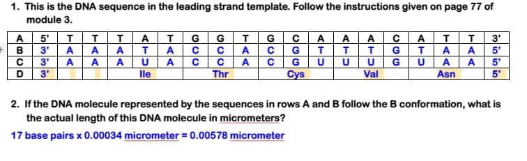 1. This is the DNA sequence in the leading strand template. Follow the instructions given on page 77 of
module 3.
A
GT
G
A
A
A
5'
3'
3'
т
т
A
T.
G
ccA c G T
CA
T.
5'
5
3'
B
A
A
C
Thr
C
A
GU
G
Val
A
Asn
D
3'
lle
Cys
5'
2. If the DNA molecule represented by the sequences in rows A and B follow the B conformation, what is
the actual length of this DNA molecule in micrometers?
17 base pairs x 0.00034 micrometer = 0.00578 micrometer
HAA
TAA
ATU
HAA
EAA
