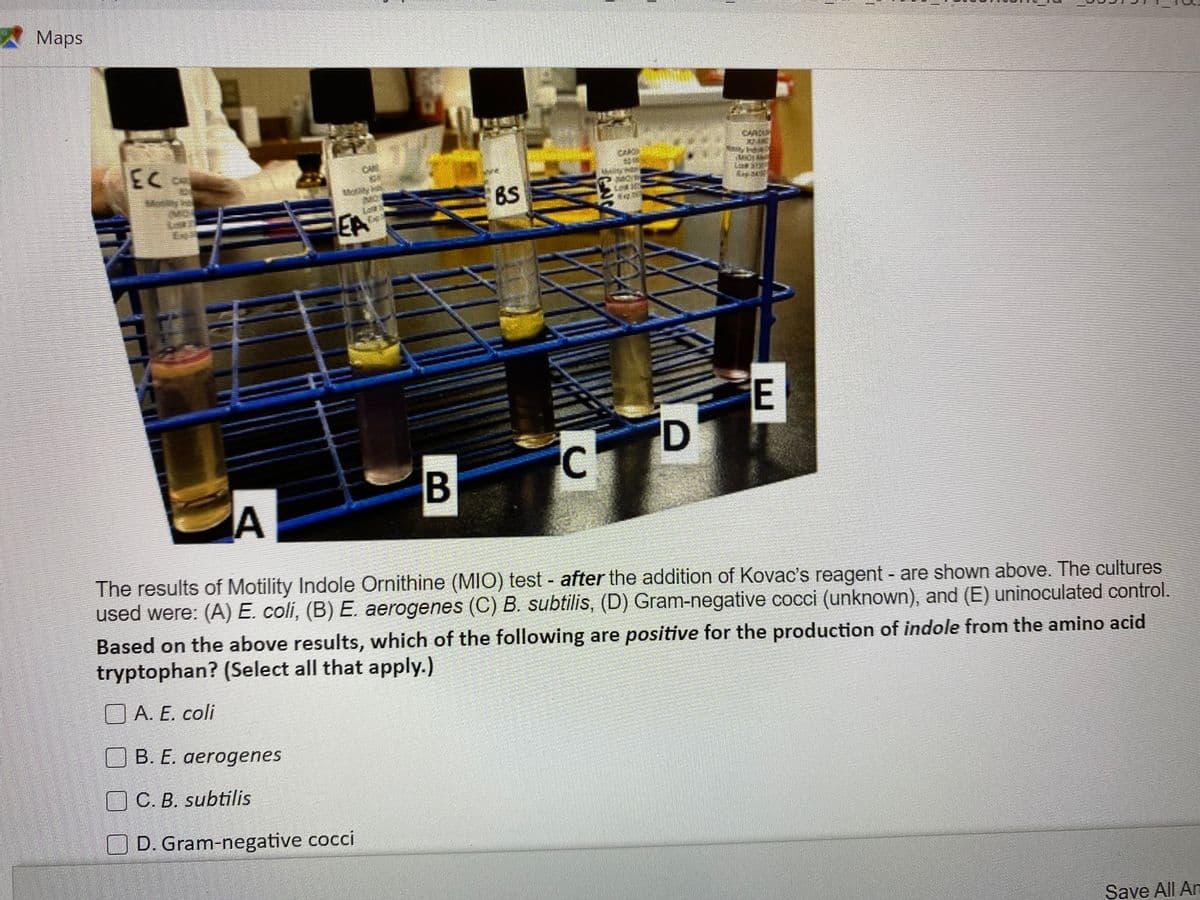 Maps
EC
BS
EA
E
IC
A
The results of Motility Indole Ornithine (MIO) test - after the addition of Kovac's reagent - are shown above. The cultures
used were: (A) E. coli, (B) E. aerogenes (C) B. subtilis, (D) Gram-negative cocci (unknown), and (E) uninoculated control.
Based on the above results, which of the following are positive for the production of indole from the amino acid
tryptophan? (Select all that apply.)
O A. E. coli
B. E. aerogenes
OC. B. subtilis
D. Gram-negative cocci
Save All An
