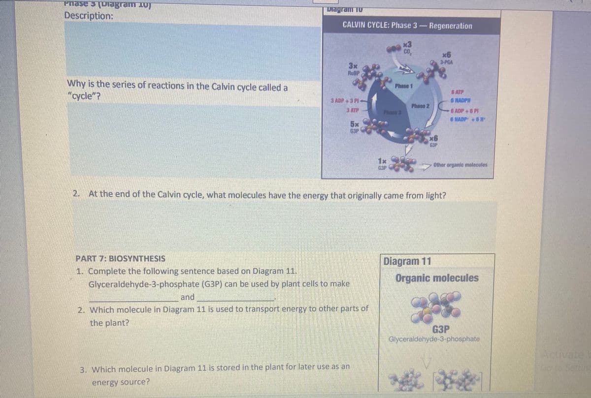 Phase 3 Diagram 10)
Description:
Why is the series of reactions in the Calvin cycle called a
"cycle"?
Magram 10
CALVIN CYCLE: Phase 3 - Regeneration
3x
3 ATP
5x
PART 7: BIOSYNTHESIS
1. Complete the following sentence based on Diagram 11.
Glyceraldehyde-3-phosphate (G3P) can be used by plant cells to make
and
2. Which molecule in Diagram 11 is used to transport energy to other parts of
the plant?
x3
CO₂
3. Which molecule in Diagram 11 is stored in the plant for later use as an
energy source?
G3P
2. At the end of the Calvin cycle, what molecules have the energy that originally came from light?
x6
G NADPH
Other organic molecules
Diagram 11
Organic molecules
G3P
Glyceraldehyde-3-phosphate
Activate
Go to Setting