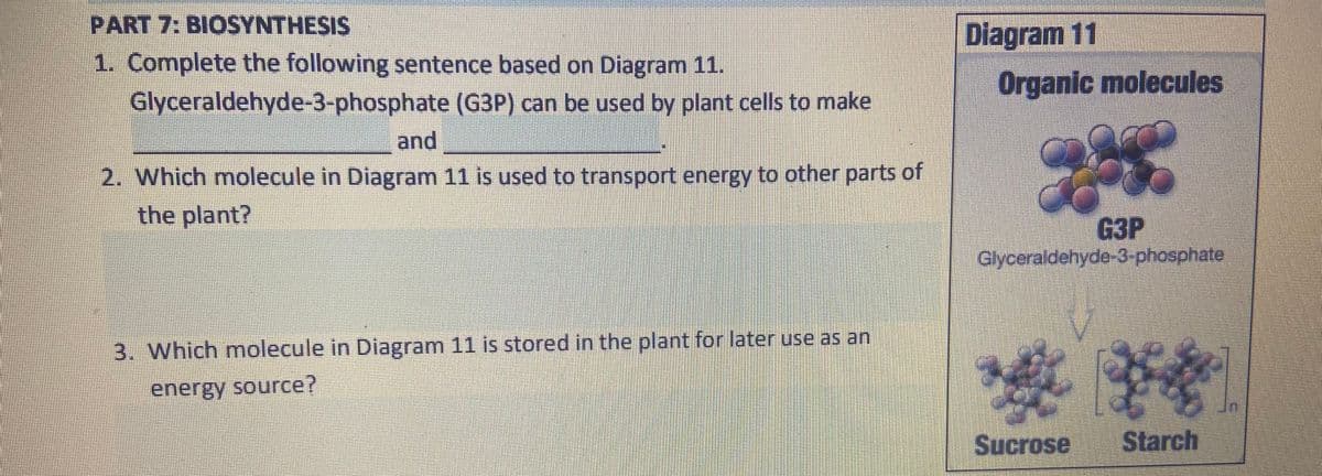 PART 7: BIOSYNTHESIS
1. Complete the following sentence based on Diagram 11.
Glyceraldehyde-3-phosphate (G3P) can be used by plant cells to make
and
2. Which molecule in Diagram 11 is used to transport energy to other parts of
the plant?
3. Which molecule in Diagram 11 is stored in the plant for later use as an
energy source?
Diagram 11
Organic molecules
O
G3P
Glyceraldehyde-3-phosphate
*
Sucrose Starch