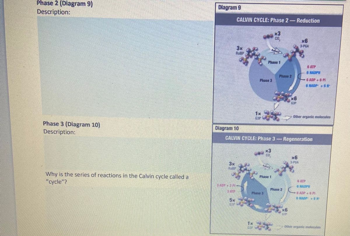 Phase 2 (Diagram 9)
Description:
Phase 3 (Diagram 10)
Description:
Why is the series of reactions in the Calvin cycle called a
"cycle"?
Diagram 9
CALVIN CYCLE: Phase 2- Reduction
Diagram 10
B
CO.
$53
Phasdi
Plase 2
CALVIN CYCLE: Phase 3 - Regeneration
x6
x6
6 NADPH
ALPUN
6 WADP + 6H1
Other organic molecules
-BADP-IM
Sthe wounic molecules