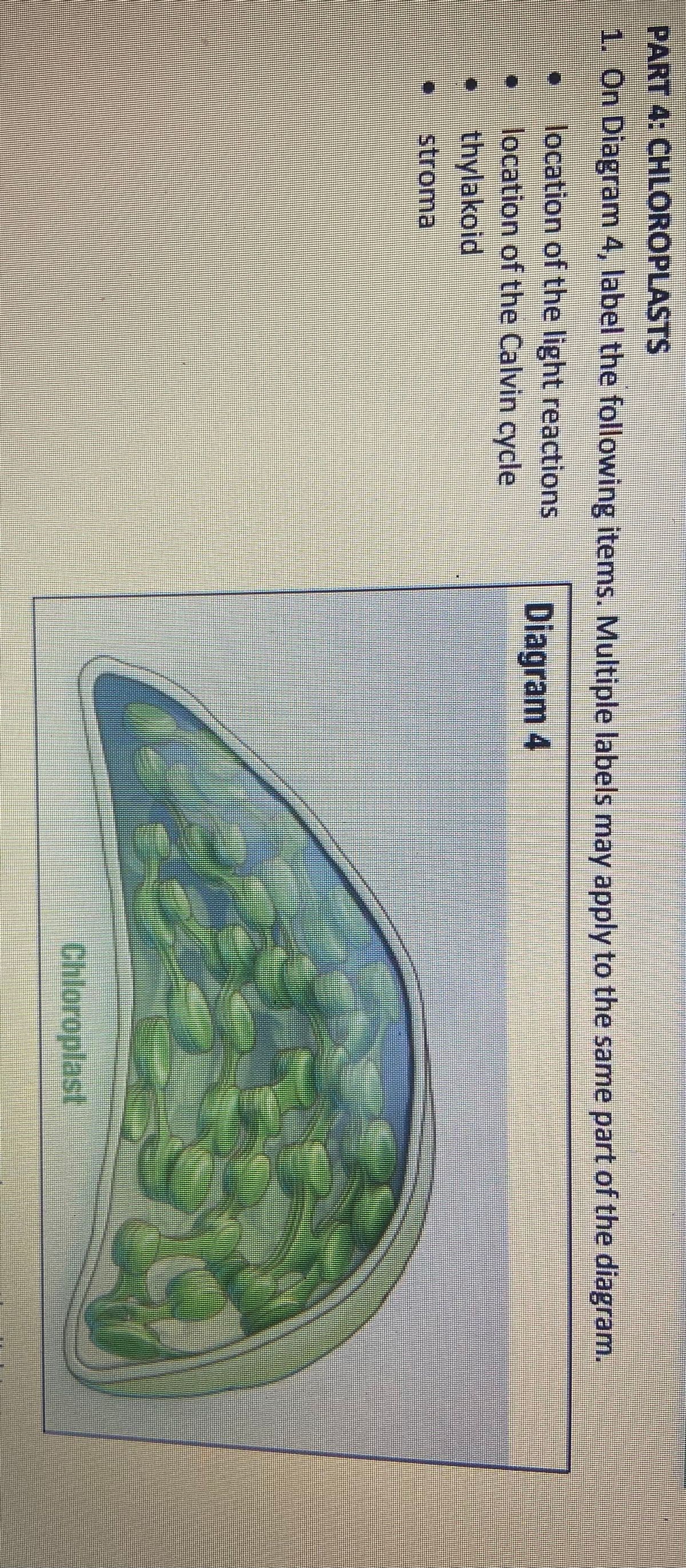 PART 4: CHLOROPLASTS
1. On Diagram 4, label the following items. Multiple labels may apply to the same part of the diagram.
Diagram 4
location of the light reactions
location of the Calvin cycle
thylakoid
stroma
187
Chloroplast