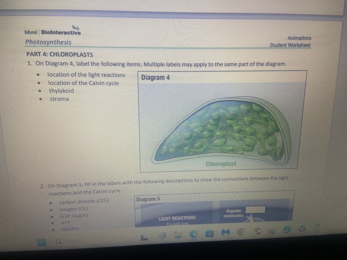 hhmi BioInteractive
Photosynthesis
PART 4: CHLOROPLASTS
1. On Diagram 4, label the following items. Multiple labels may apply to the same part of the diagram.
Diagram 4
location of the light reactions
location of the Calvin cycle
thylakoid
stroma
carbon dioxide (CO₂)
Oxygen (O₂)
GBP (sugar)
ATP
NADPH
2. On Diagram 5, fill in the labels with the following descriptions to show the connections between the light
reactions and the Calvin cycle.
Q seen
Diagram 5
LIGHT REACTIONS
Thylakoids
Chloroplast
LJ
Animations
Student Worksheet
Organic
molecules
Sy 963