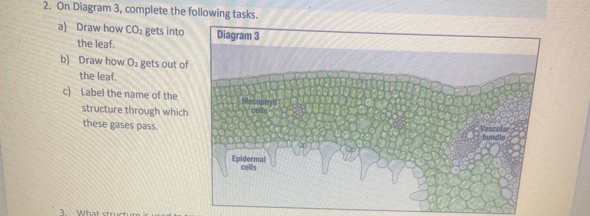 2. On Diagram 3, complete the following tasks.
a) Draw how CO₂ gets into
Diagram 3
the leaf.
b) Draw how 0₂ gets out of
the leaf.
c) Label the name of the
structure through which
these gases pass.
2
What structure
10-119
Mesophyll
Epidermal
cells
BOK
Vascular
bundle