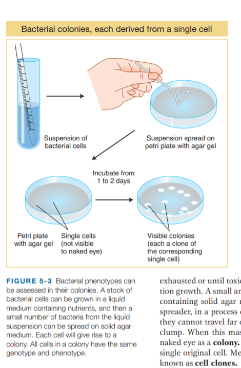 Bacterial colonies, each derived from a single cell
Suspension of
bacterial cells
Suspension spread on
petri plate with agar gel
Incubate from
1 to 2 days
Single cells
with agar gel (not visible
to naked eye)
Visible colonies
(each a clone of
the corresponding
single cell)
Petri plate
exhausted or until toxie
tion growth. A small ar
containing solid agar
spreader, in a process
they cannot travel far
clump. When this mas
naked eye as a colony.
single original cell. Me
FIGURE 5-3 Bacterial phenotypes can
be assessed in their colonies. A stock of
bacterial cells can be grown in a liquid
medium containing nutrients, and then a
small number of bacteria from the liquid
suspension can be spread on solid agar
medium. Each cell will give rise to a
colony. All cells in a colony have the same
genotype and phenotype.
known as cell clones.
