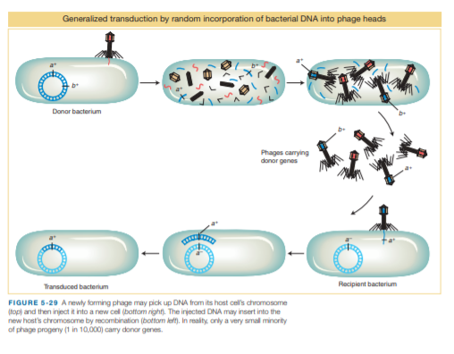 Generalized transduction by random incorporation of bacterial DNA into phage heads
Donor bacterium
Phages carrying
donor genes
Transduced bacterium
Recipient bacterium
FIGURE 5-29 A newly forming phage may pick up DNA from its host cel's chromosome
(top) and then inject it into a new cel(bottam right). The irjected DNA may insert into the
new host's chromosome by recombination (bottom left). In reality orly a very smal minority
of phage progeny (1 in 10,000) carry donor genes.
