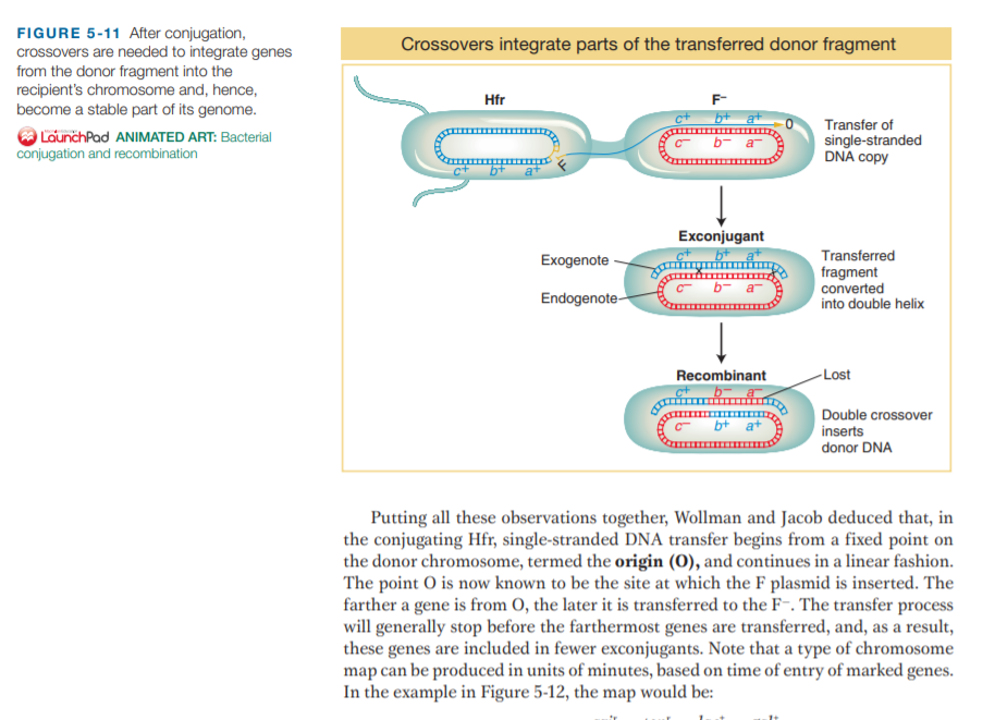 FIGURE 5-11 After conjugation,
crossovers are needed to integrate genes
from the donor fragment into the
recipient's chromosome and, hence,
Crossovers integrate parts of the transferred donor fragment
Hfr
F-
become a stable part of its genome.
LaunchPad ANIMATED ART: Bacterial
conjugation and recombination
Transfer of
single-stranded
DNA copy
b- a
Exconjugant
Transferred
fragment
converted
into double helix
Exogenote
Endogenote-
Recombinant
-Lost
Double crossover
inserts
donor DNA
Putting all these observations together, Wollman and Jacob deduced that, in
the conjugating Hfr, single-stranded DNA transfer begins from a fixed point on
the donor chromosome, termed the origin (O), and continues in a linear fashion.
The point O is now known to be the site at which the F plasmid is inserted. The
farther a gene is from 0, the later it is transferred to the F~. The transfer process
will generally stop before the farthermost genes are transferred, and, as a result,
these genes are included in fewer exconjugants. Note that a type of chromosome
map can be produced in units of minutes, based on time of entry of marked genes.
In the example in Figure 5-12, the map would be:
