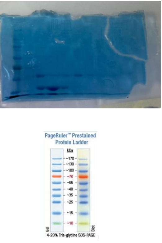 PageRuler" Prestained
Protein Ladder
kDa
170 -
130 -
100 -
-70
-55
-40
~35
-25
-15
-10
4-20% Tris-glycine SDS-PAGE
