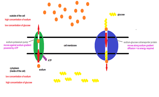 W glucose
outside of the cell
high concentration of sodium
low concentration of glucose
sodium potassium pump
moves against sodium gradient
powered by A
sodium-glucose cotransporter protein
moves along sodium gradient
diffusion no energy required
cell membrane
ATP
cytoplasm
(inside of the cell)
sodium
low concentration of sodium
high concentration of glucose
