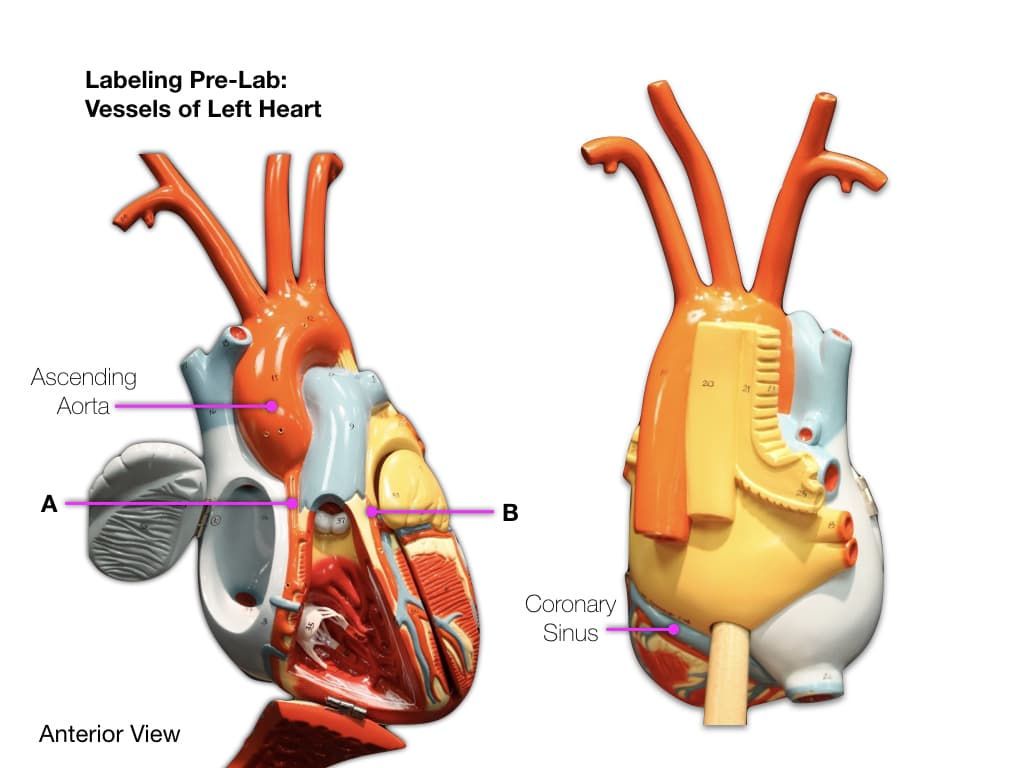 Labeling Pre-Lab:
Vessels of Left Heart
Ascending
Aorta
A
Anterior View
B
Coronary
Sinus