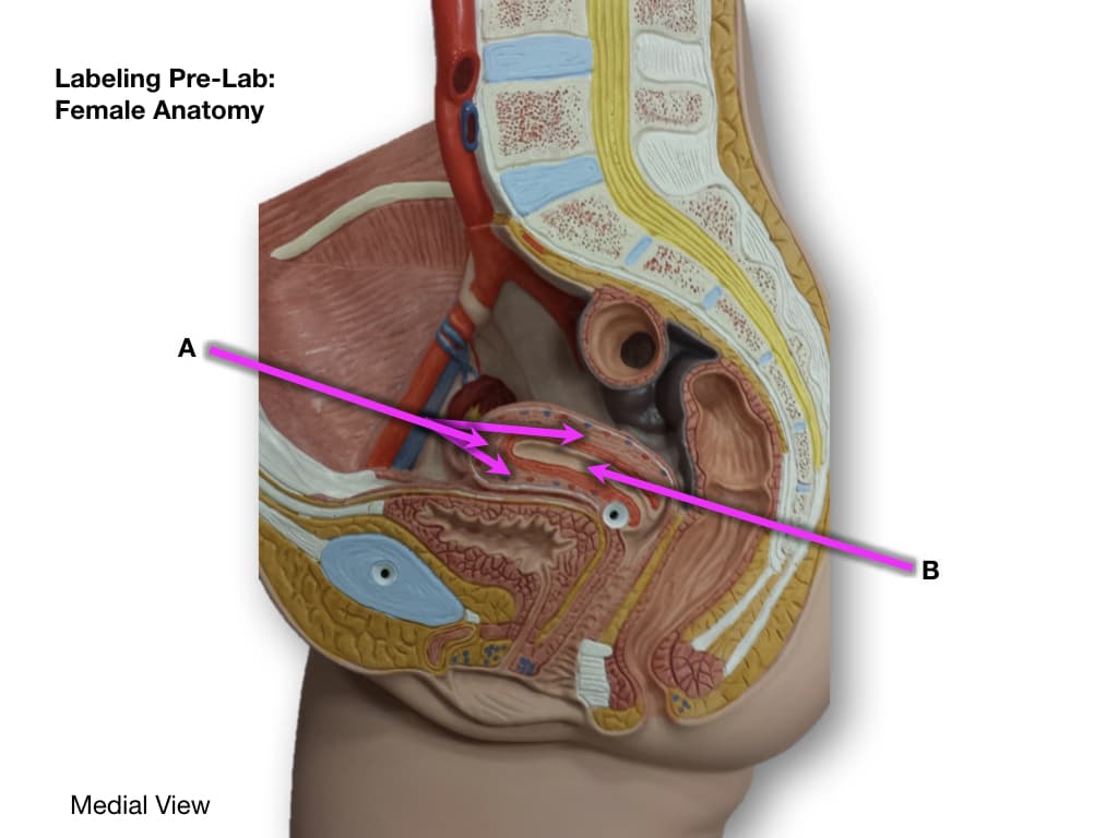 Labeling Pre-Lab:
Female Anatomy
A
Medial View
M
B