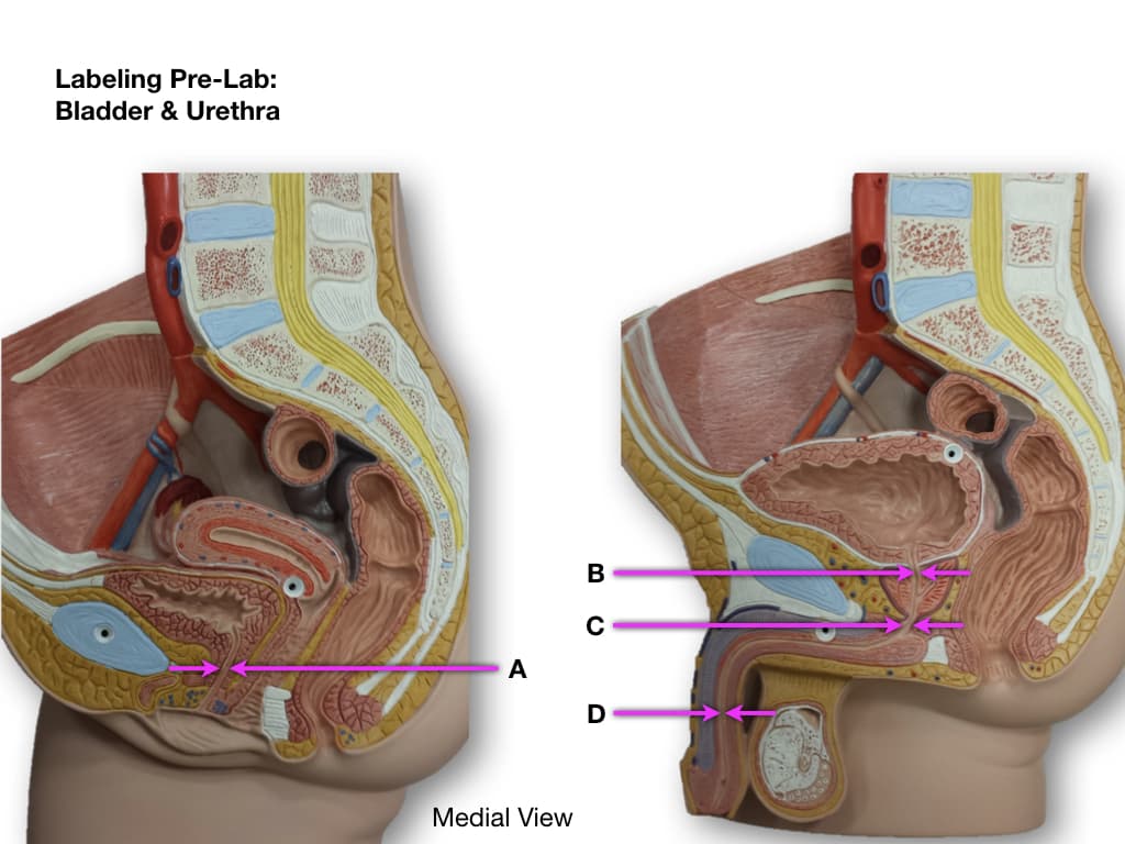 Labeling Pre-Lab:
Bladder & Urethra
often
406
A
Medial View
B
с
D