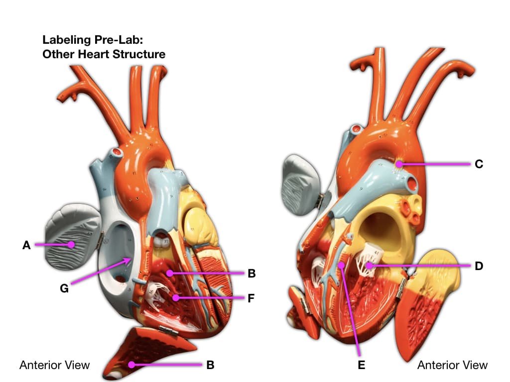 A
Labeling Pre-Lab:
Other Heart Structure
G
Anterior View
B
B
F
E
Anterior View
