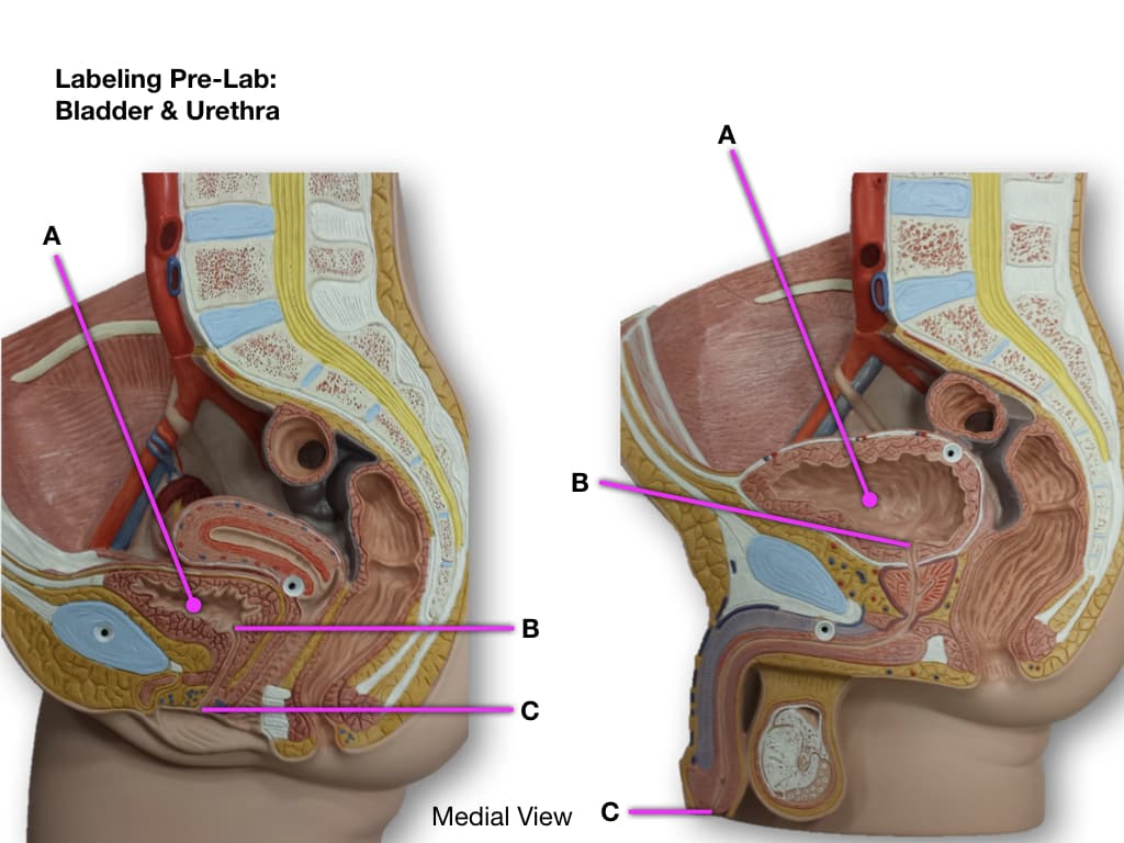 Labeling Pre-Lab:
Bladder & Urethra
A
Captio
406
B
B
Medial View с
A