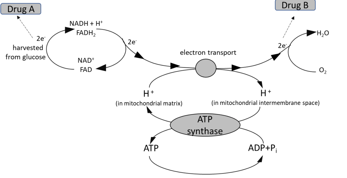 Drug B
Drug A
NADH + H*
FADH2
2e
2e
harvested
2e
electron transport
from glucose
NAD+
FAD
O2
H+
H+
(in mitochondrial matrix)
(in mitochondrial intermembrane space)
АТР
synthase
АТР
ADP+P¡
