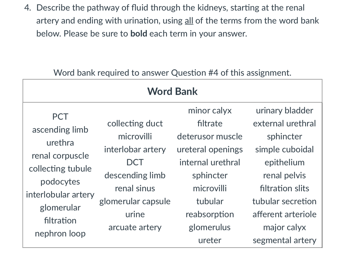 4. Describe the pathway of fluid through the kidneys, starting at the renal
artery and ending with urination, using all of the terms from the word bank
below. Please be sure to bold each term in your answer.
Word bank required to answer Question #4 of this assignment.
Word Bank
minor caly>
urinary bladder
РCT
collecting duct
filtrate
external urethral
ascending limb
microvilli
deterusor muscle
sphincter
urethra
interlobar artery
ureteral openings simple cuboidal
renal corpuscle
DCT
internal urethral
epithelium
collecting tubule
descending limb
sphincter
renal pelvis
podocytes
renal sinus
microvilli
filtration slits
interlobular artery
glomerular capsule
tubular
tubular secretion
glomerular
urine
reabsorption
afferent arteriole
filtration
arcuate artery
glomerulus
major calyx
nephron loop
ureter
segmental artery
