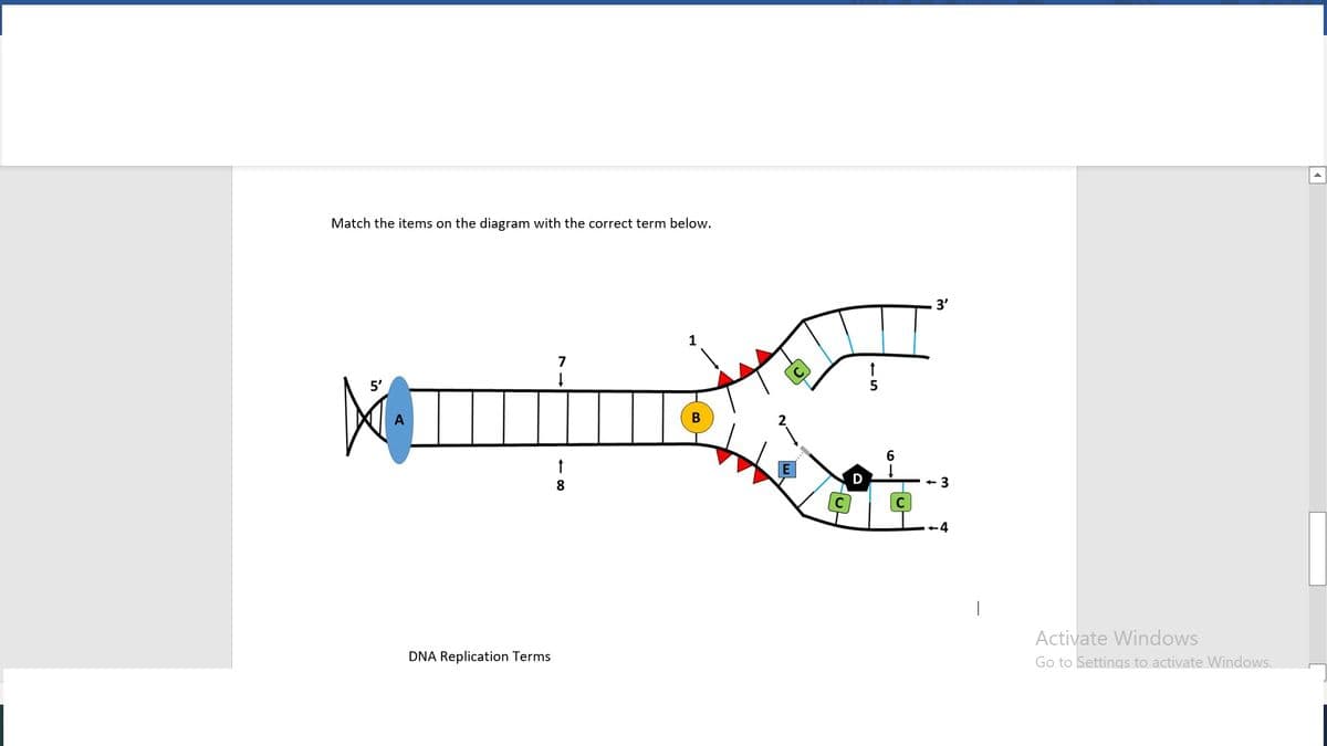 Match the items on the diagram with the correct term below.
3'
7
5'
5
E
D
+ 3
8
+4
Activate Windows
DNA Replication Terms
Go to Settings to activate Windows.
- co

