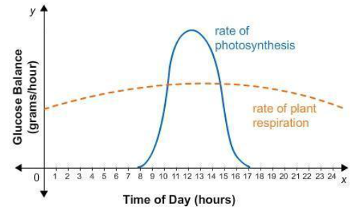 Glucose Balance
(grams/hour)
rate of
photosynthesis
rate of plant
respiration
0 1 2 3 4 5 6 7 8 9 10 11 12 13 14 15 16 17 18 19 20 21 22 23 24
X
Time of Day (hours)