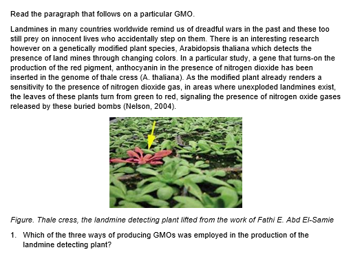 Read the paragraph that follows on a particular GMO.
Landmines in many countries worldwide remind us of dreadful wars in the past and these too
still prey on innocent lives who accidentally step on them. There is an interesting research
however on a genetically modified plant species, Arabidopsis thaliana which detects the
presence of land mines through changing colors. In a particular study, a gene that turns-on the
production of the red pigment, anthocyanin in the presence of nitrogen dioxide has been
inserted in the genome of thale cress (A. thaliana). As the modified plant already renders a
sensitivity to the presence of nitrogen dioxide gas, in areas where unexploded landmines exist,
the leaves of these plants turn from green red, signaling the presence of nitrogen oxide gases
released by these buried bombs (Nelson, 2004).
Figure. Thale cress, the landmine detecting plant lifted from the work of Fathi E. Abd El-Samie
1. Which of the three ways of producing GMOs was employed in the production of the
landmine detecting plant?