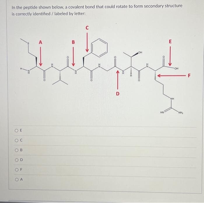 In the peptide shown below, a covalent bond that could rotate to form secondary structure
is correctly identified / labeled by letter:
A
B
OH
still fot
D
OB
OC
O
O
O
B
D
F
C
OA
HN
E
NH
OH
"NH₂
- F