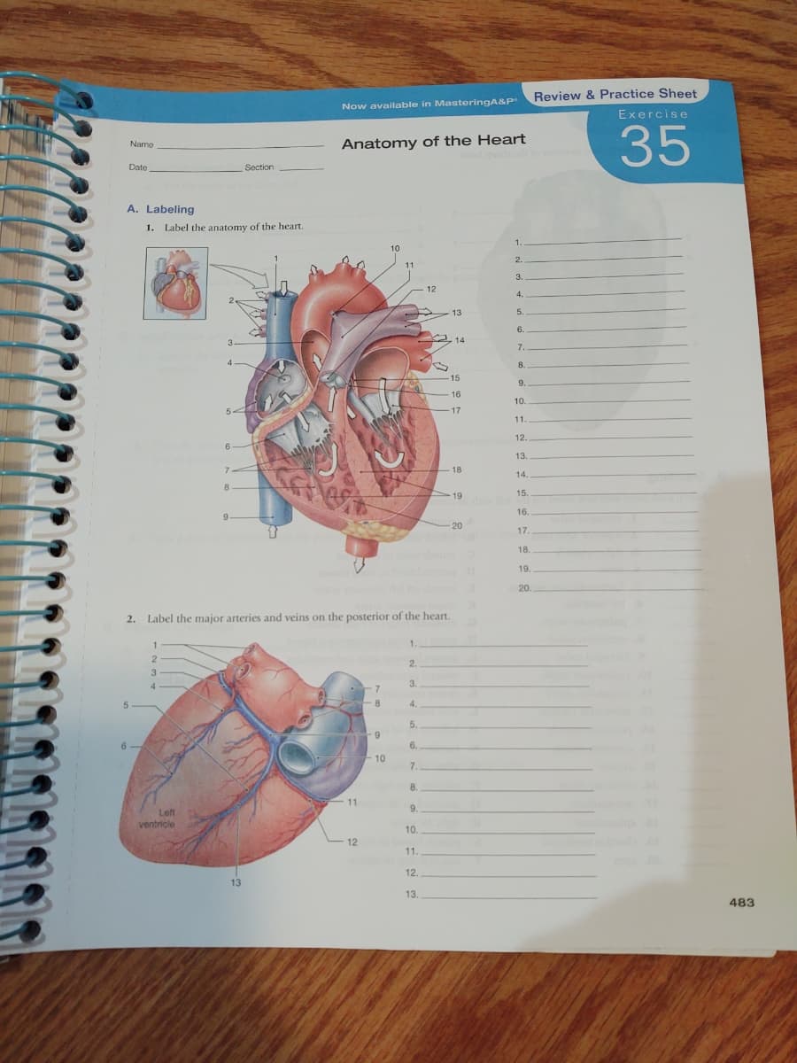 Review & Practice Sheet
Now available in MasteringA&P
Exercise
35
Name
Anatomy of the Heart
Date
Section
A. Labeling
1. Label the anatomy of the heart.
2.
3.
4.
6.
7.
8.
15
16
10
17
11.
12
13.
18
14.
8
19
15.
16.
20
17
18
19.
20.
2. Label the major arteries and veins on the posterior of the heart.
1.
2.
2.
3.
3.
8.
4.
5.
6.
6.
10
7.
8.
11
9.
Left
ventricle
10.
12
11.
12.
13.
483
