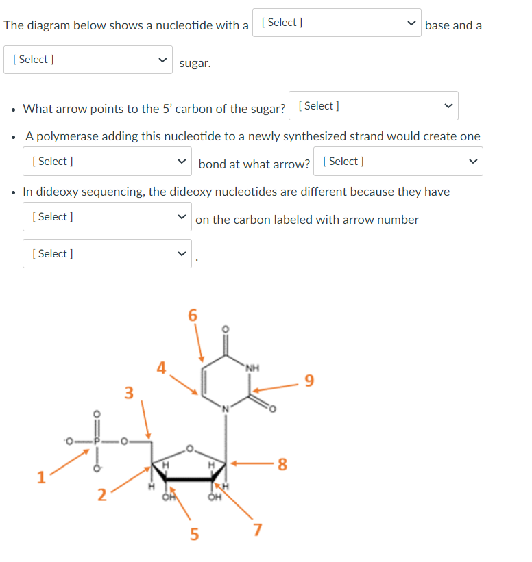 The diagram below shows a nucleotide with a [Select]
[Select]
• What arrow points to the 5' carbon of the sugar? [Select]
• A polymerase adding this nucleotide to a newly synthesized strand would create one
[Select]
bond at what arrow? [Select]
[Select]
• In dideoxy sequencing, the dideoxy nucleotides are different because they have
[Select]
on the carbon labeled with arrow number
T
2
sugar.
3
4
6
5
NH
7
base and a
8
9