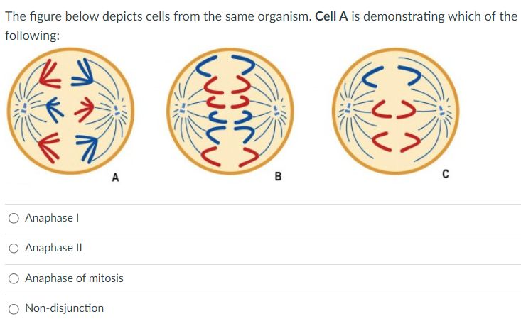 The figure below depicts cells from the same organism. Cell A is demonstrating which of the
following:
K J
A
Anaphase I
Anaphase II
O Anaphase of mitosis
O Non-disjunction
LLL
B
دے
C