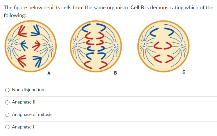 The figure below depicts cells from the same organism. Cell B is demonstrating which of the
following:
Non-disjunction
A
Anaphase II
Anaphase of mitosis
Anaphase I
Merm
VOLLEY
B
دے
C