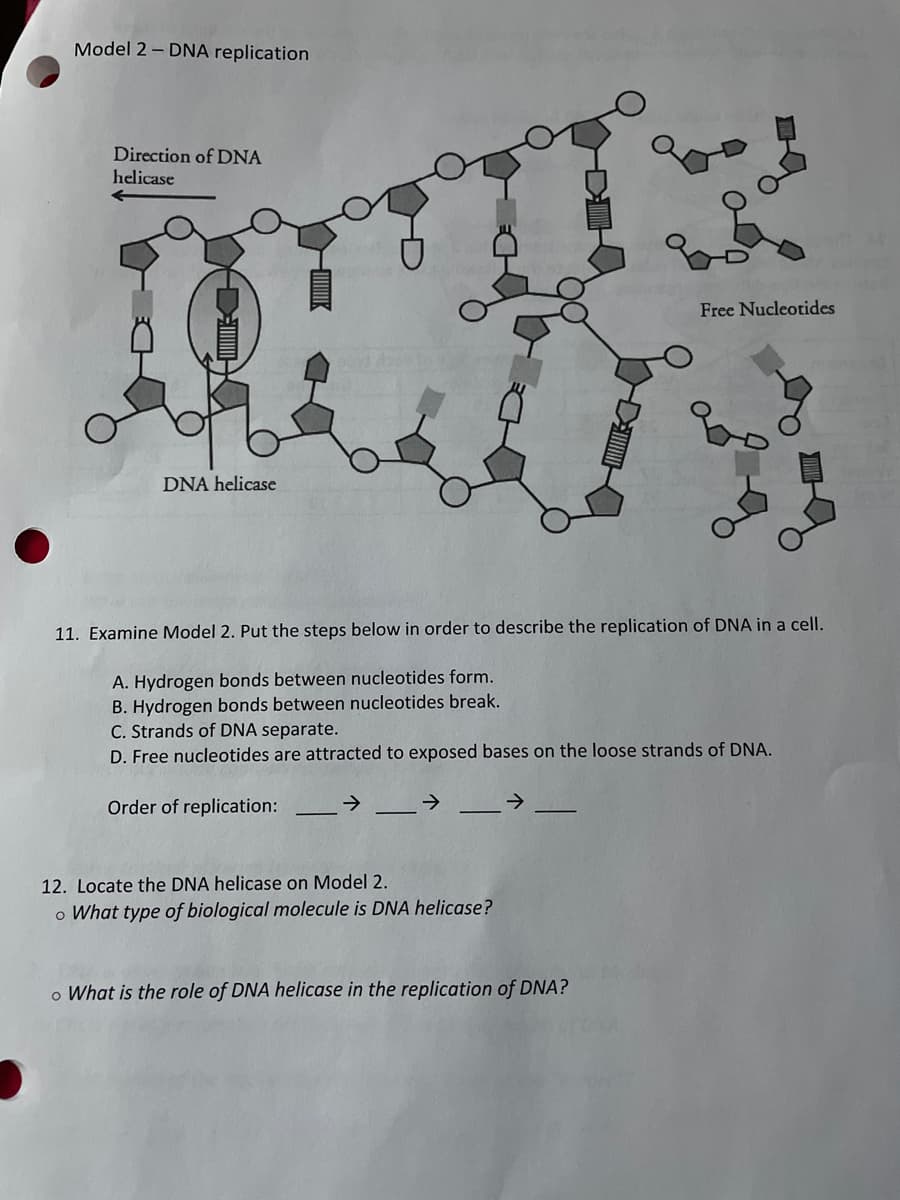 Model 2 - DNA replication
Direction of DNA
helicase
DNA helicase
Anci
D
11. Examine Model 2. Put the steps below in order to describe the replication of DNA in a cell.
A. Hydrogen bonds between nucleotides form.
B. Hydrogen bonds between nucleotides break.
C. Strands of DNA separate.
D. Free nucleotides are attracted to exposed bases on the loose strands of DNA.
Order of replication:
-→ — →
12. Locate the DNA helicase on Model 2.
o What type of biological molecule is DNA helicase?
Free Nucleotides
o What is the role of DNA helicase in the replication of DNA?