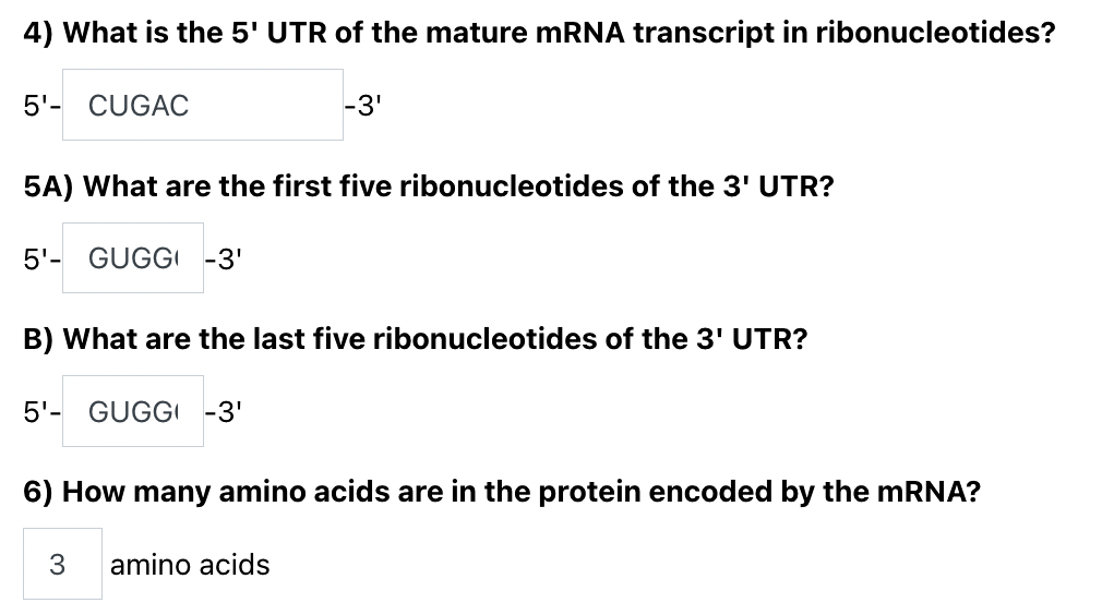 4) What is the 5' UTR of the mature mRNA transcript in ribonucleotides?
5'- CUGAC
-3'
5A) What are the first five ribonucleotides of the 3' UTR?
5'- GUGGI -3'
B) What are the last five ribonucleotides of the 3' UTR?
5'- GUGG -3'
6) How many amino acids are in the protein encoded by the MRNA?
3
amino acids

