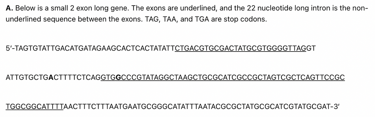 A. Below is a small 2 exon long gene. The exons are underlined, and the 22 nucleotide long intron is the non-
underlined sequence between the exons. TAG, TAA, and TGA are stop codons.
5'-TAGTGTATTGACATGATAGAAGCACTCACTATATTCTGACGTGCGACTATGCGTGGGGTTAGGT
ATTGTGCTGACTTTTCTCAGGTGGCCCGTATAGGCTAAGCTGCGCATCGCCGCTAGTCGCTCAGTTCCGC
TGGCGGCATTTTAACTTTCTTTAATGAATGCGGGCATATTTAATACGCGCTATGCGCATCGTATGCGAT-3'
