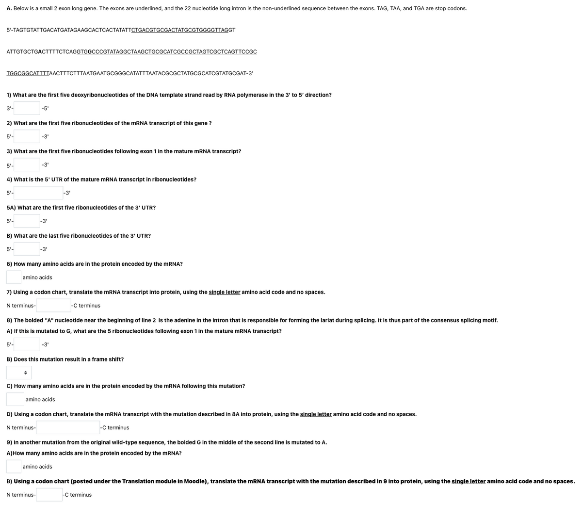 A. Below is a small 2 exon long gene. The exons are underlined, and the 22 nucleotide long intron is the non-underlined sequence between the exons. TAG, TAA, and TGA are stop codons.
5'-TAGTGTATTGACATGATAGAAGCACTCACTATATTCTGACGTGCGACTATGCGTGGGGTTAGGT
АТTGTGCTGACТTTТСТСAGGTGGCCCGTATAGGCТААGCTGCGСАТCGCCGCTAGTCGCTCAGTTCСGC
TGGCGGCATTTTAACTTTCTTTAATGAATGCGGGCATATTTAATACCGCGCTATGCGCATCGTATGCGAT-3'
1) What are the first five deoxyribonucleotides of the DNA template strand read by RNA polymerase in the 3' to 5' direction?
3'-
-5'
2) What are the first five ribonucleotides of the MRNA transcript of this gene ?
5'-
-3'
3) What are the first five ribonucleotides following exon 1 in the mature MRNA transcript?
5'-
-3'
4) What is the 5' UTR of the mature MRNA transcript in ribonucleotides?
5'-
-3'
5A) What are the first five ribonucleotides of the 3' UTR?
5'-
-3'
B) What are the last five ribonucleotides of the 3' UTR?
5'-
-3'
6) How many amino acids are in the protein encoded by the mRNA?
amino acids
7) Using a codon chart, translate the mRNA transcript into protein, using the single letter amino acid code and no spaces.
N terminus-
-C terminus
8) The bolded "A" nucleotide near the beginning of line 2 is the adenine in the intron that is responsible for forming the lariat during splicing. It is thus part of the consensus splicing motif.
A) If this is mutated to G, what are the 5 ribonucleotides following exon 1 in the mature MRNA transcript?
5'-
-3'
B) Does this mutation result in a frame shift?
C) How many amino acids are in the protein encoded by the MRNA following this mutation?
amino acids
D) Using a codon chart, translate the MRNA transcript with the mutation described in 8A into protein, using the single letter amino acid code and no spaces.
N terminus-
-C terminus
9) In another mutation from the original wild-type sequence, the bolded G in the middle of the second line is mutated to A.
A)How many amino acids are in the protein encoded by the mRNA?
amino acids
B) Using a codon chart (posted under the Translation module in Moodle), translate the mRNA transcript with the mutation described in 9 into protein, using the single letter amino acid code and no spaces.
N terminus-
-C terminus

