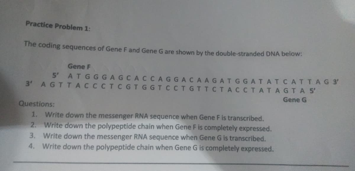 Practice Problem 1:
The coding sequences of Gene F and Gene G are shown by the double-stranded DNA below:
Gene F
5' ATGGGAGCACCAGG ACAAGATGGATATCATTAG 3
AGTTA C CCTCGTGGT CCTGTTCTACCTATAGTA 5'
3'
Gene G
Questions:
1. Write down the messenger RNA sequence when Gene F is transcribed.
2. Write down the polypeptide chain when Gene F is completely expressed.
3. Write down the messenger RNA sequence when Gene G is transcribed.
4. Write down the polypeptide chain when Gene G is completely expressed.
