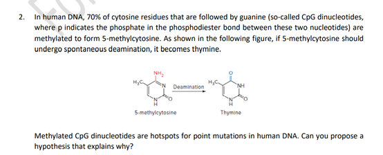 In human DNA, 70% of cytosine residues that are followed by guanine (so-called CpG dinucleotides,
where p indicates the phosphate in the phosphodiester bond between these two nucleotides) are
methylated to form 5-methylcytosine. As shown in the following figure, if 5-methylcytosine should
undergo spontaneous deamination, it becomes thymine.
2.
NH,
Deamination
5-methylcytosine
Thymine
Methylated CpG dinucleotides are hotspots for point mutations in human DNA. Can you propose a
hypothesis that explains why?
