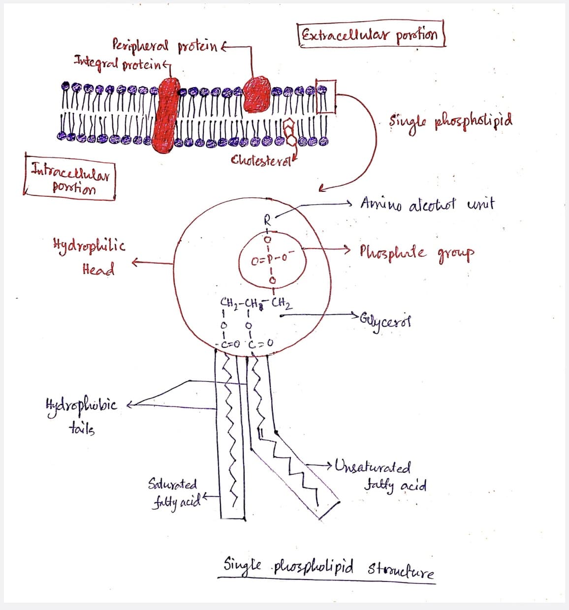 Peripheral protein t
Integral proteins
Intracellular
portion
Hydrophilic
Head
Hydrophobic
tails
Saturated
fatty acid
Il y
Cholesterol
to-d
O
O=P-0-
✪
CH₂-CH₂ CH₂
1
B
O
1
C=0C=0
Extracellular portion
Single phospholipid
Amino alcohot unit
→ Phosphate group
→ Glycerof
→ Unsaturated
fatty acid
Single phospholipid structure