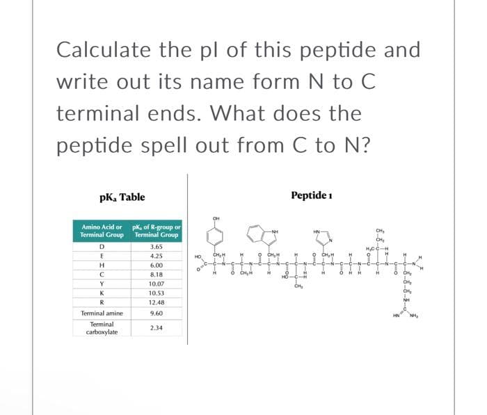 Calculate the pl of this peptide and
write out its name form N to C
terminal ends. What does the
peptide spell out from C to N?
pK₂ Table
Amino Acid or
Terminal Group
D
E
H
HU
с
Y
K
R
Terminal amine
Terminal
carboxylate
pk, of R-group or
Terminal Group
3.65
4.25
6.00
8.18
10.07
10.53
12.48
9.60
2.34
HO
Ô CHÍN
CH₂H
Peptide 1
CH₂
CH₂
CH₂
H₂CC-H
H
