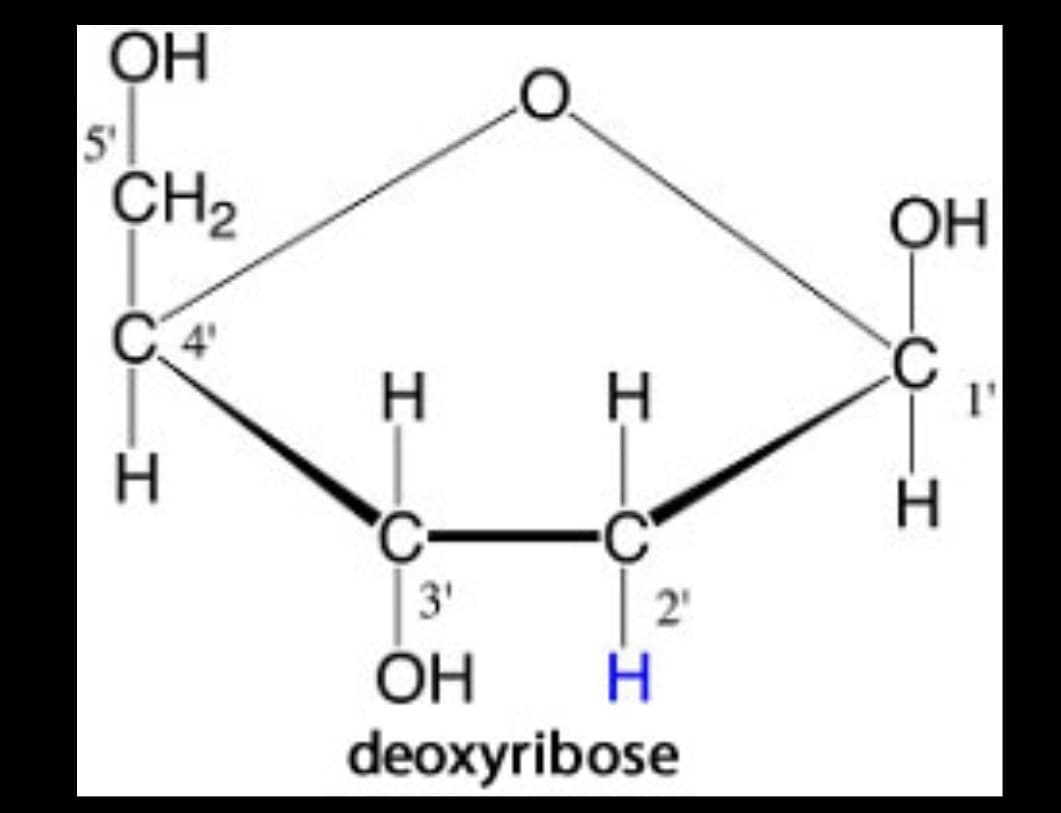 ОН
5'
CH₂
H
H
C-
H
I-О-
3'
ОН
deoxyribose
2₁
H
ОН
-О-І
H
Г