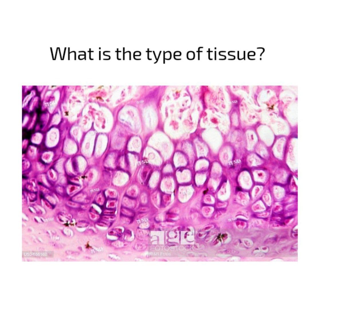 What is the type of tissue?
FOTOSTOCK
PRAR Fotos
U50-656160
