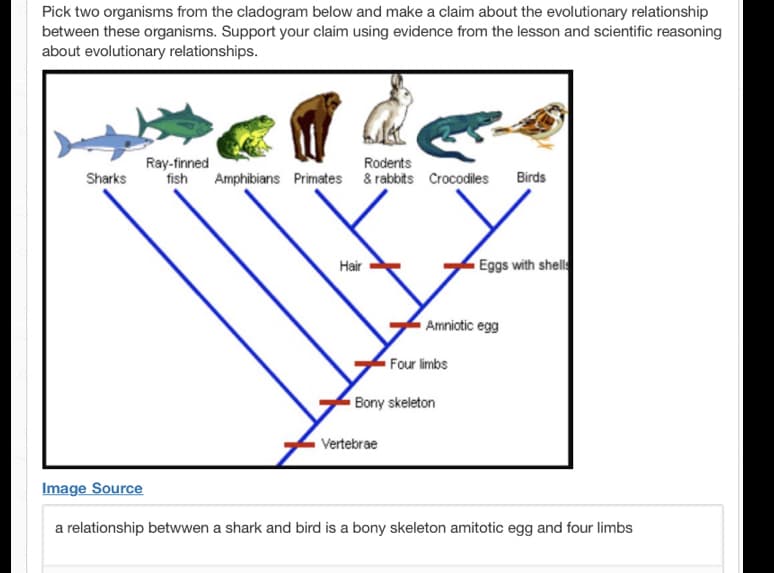 Pick two organisms from the cladogram below and make a claim about the evolutionary relationship
between these organisms. Support your claim using evidence from the lesson and scientific reasoning
about evolutionary relationships.
Ray-finned
fish
Rodents
Sharks
Amphibians Primates & rabbits Crocodiles
Birds
Hair
Eggs with shell
Amniotic egg
Four limbs
Bony skeleton
Vertebrae
Image Source
a relationship betwwen a shark and bird is a bony skeleton amitotic egg and four limbs

